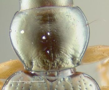 Media type: image;   Entomology 602195 Aspect: pronotum dorsal